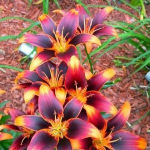 Meet your Posher, Sylvia