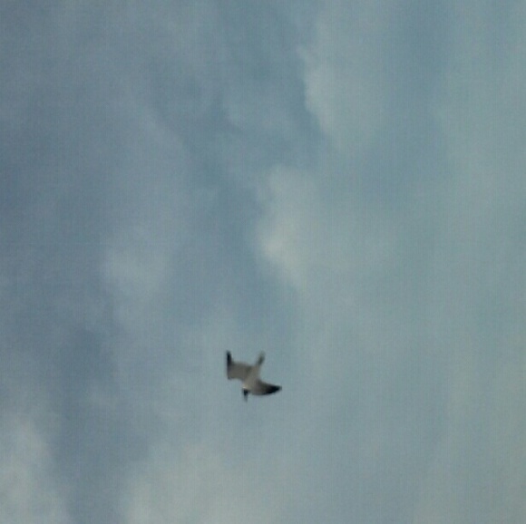 Meet your Posher, Nicki - Picture 1 of 1