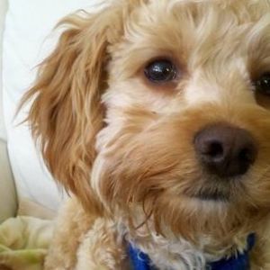 Meet your Posher, Roselyn