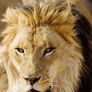 Meet your Posher, Haya