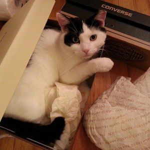 Meet your Posher, Xiaoying