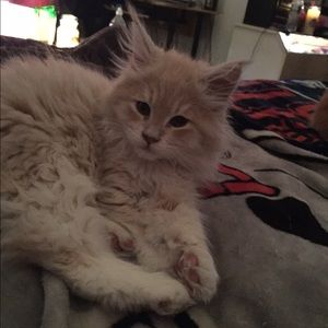 Meet your Posher, Mark