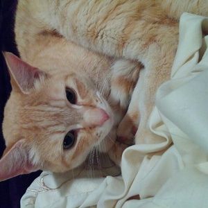 Meet your Posher, Diana