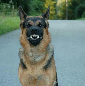 Meet your Posher, Barbara