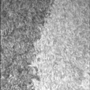 Meet your Posher, Lacey