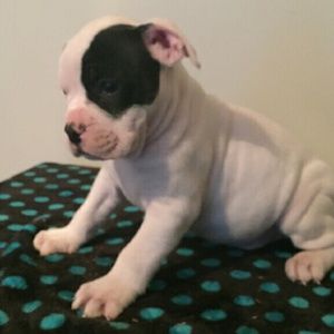 Meet your Posher, Brandy