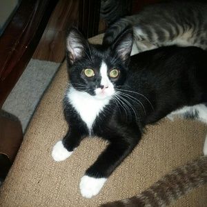 Meet your Posher, Dawn