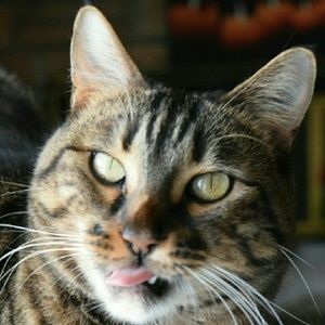 Meet your Posher, Heidi