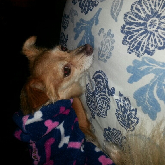 Meet your Posher, Bianca - Picture 1 of 1