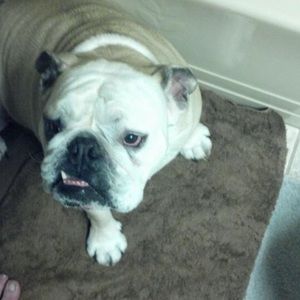 Dogs. Not for sale any of them