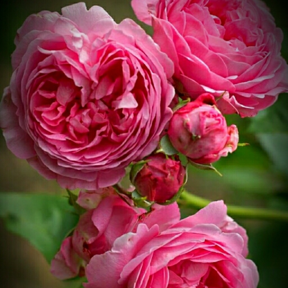 Meet your Posher, Magda