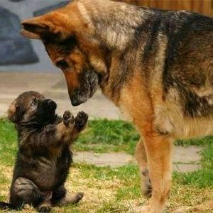 Meet your Posher, Nermina