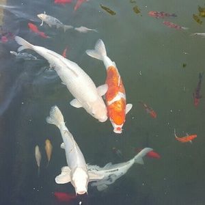 Meet your Posher, Alicia