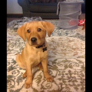 Meet your Posher, Carly