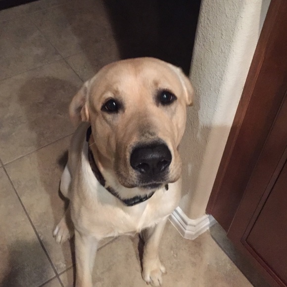 Meet your Posher, Amie - Picture 1 of 1