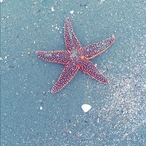 Meet your Posher, Shannon