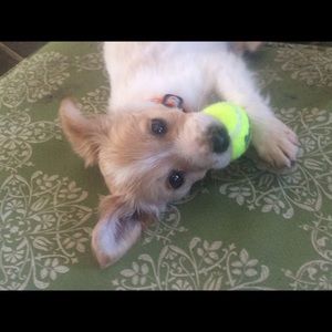 Meet your Posher, Deann