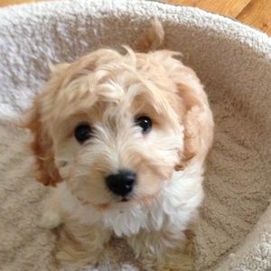 Meet your Posher, Libby