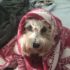 Meet your Posher, Rose