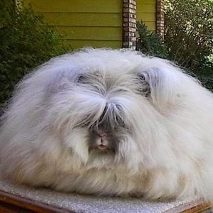 Meet your Posher, Bayla