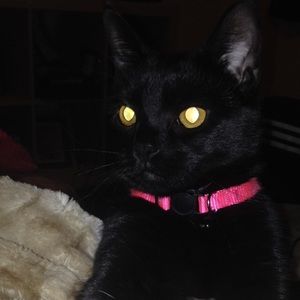 Meet your Posher, Noelle