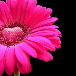 Meet your Posher, Pamela