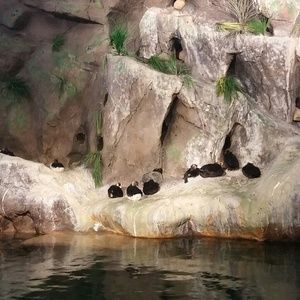 Meet your Posher, Shelby