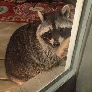 Meet your Posher, Annette