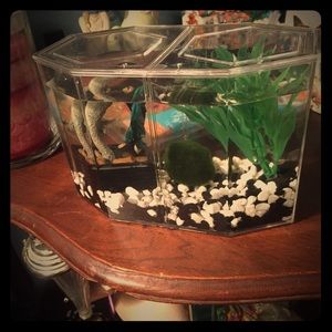 1/2 gallon fish tank
