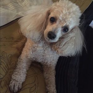 Meet your Posher, Kristina