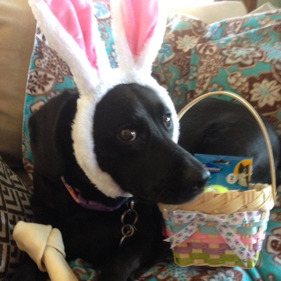 Meet your Posher, Heidi - Picture 4 of 4