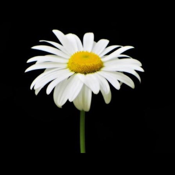 Daisy