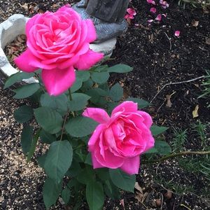 Meet your Posher, Amparo