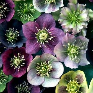 Meet your Posher, Jenny