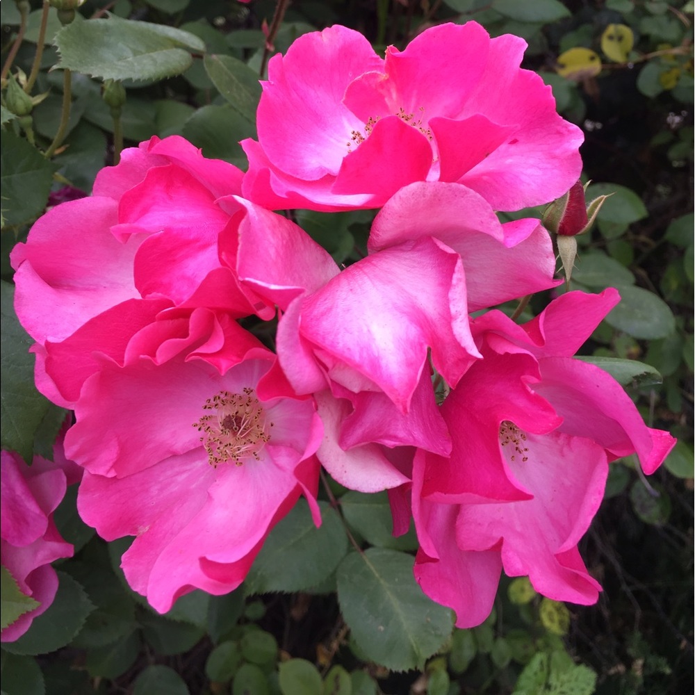 Meet your Posher, Haley