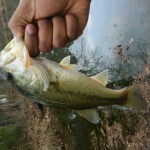 Meet your Posher, Phillip