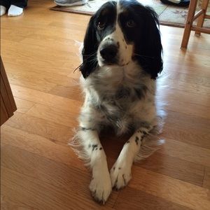 Meet your Posher, Morgan