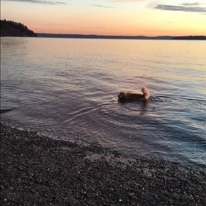 Meet your Posher, Riley