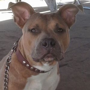 Meet your Posher, Bobby