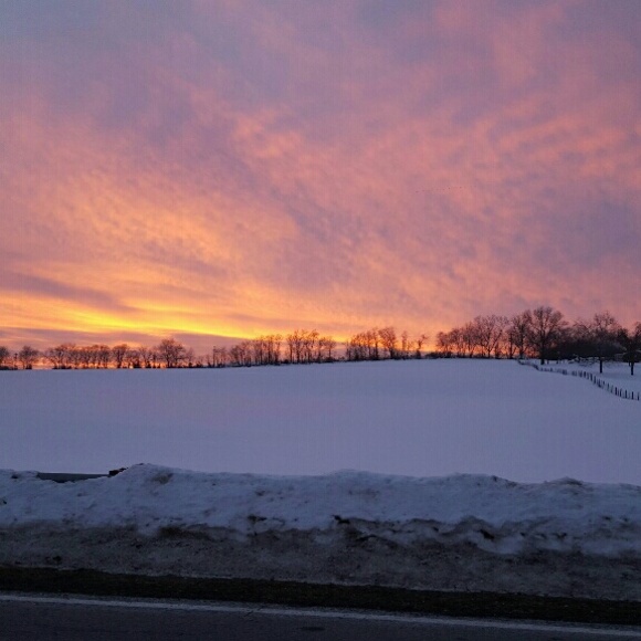 Meet your Posher, Perla - Picture 1 of 1