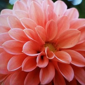 Meet your Posher, Becky