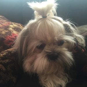 Meet your Posher, Teddy
