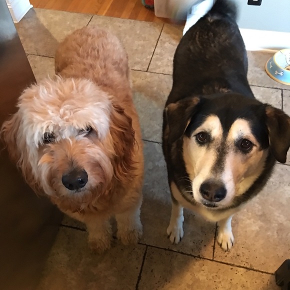 Meet your Posher, Tecie - Picture 1 of 1