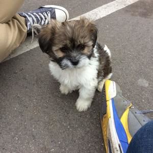 Meet your Posher, Sing