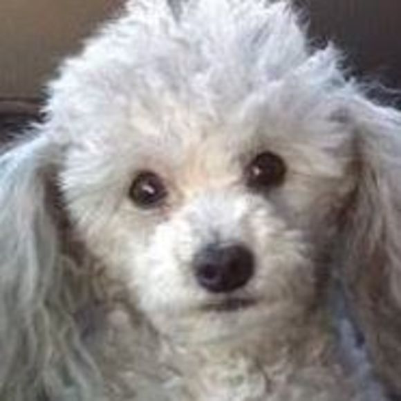 Meet your Posher, Krista drew-