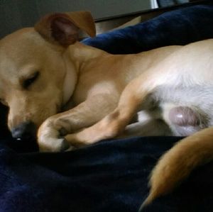 Meet your Posher, Nellie