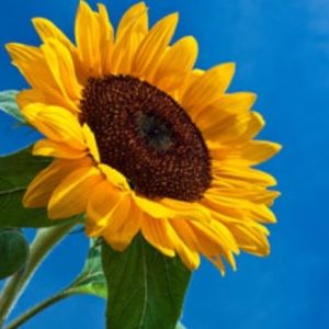 Meet your Posher, Kelli