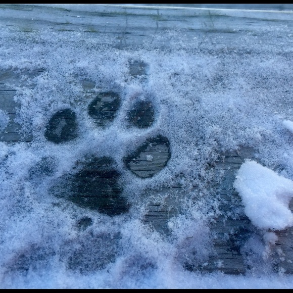 Meet your Posher, Rachel - Picture 1 of 1