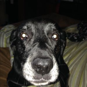 Meet your Posher, Paula