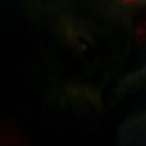 Meet your Posher, Sasha